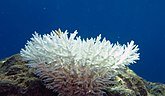 Bleached_colony_of_Acropora_coral.jpg